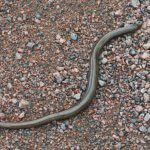 Vaskitsa lämmittelee tiellä