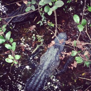 Evergladesin alligaattori