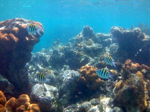 Ylikersanttikaloja (abudefduf saxatilis)